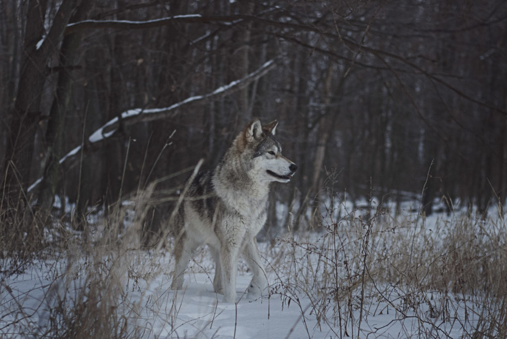 direwolf game of thrones direwolves ice & fire con 2018